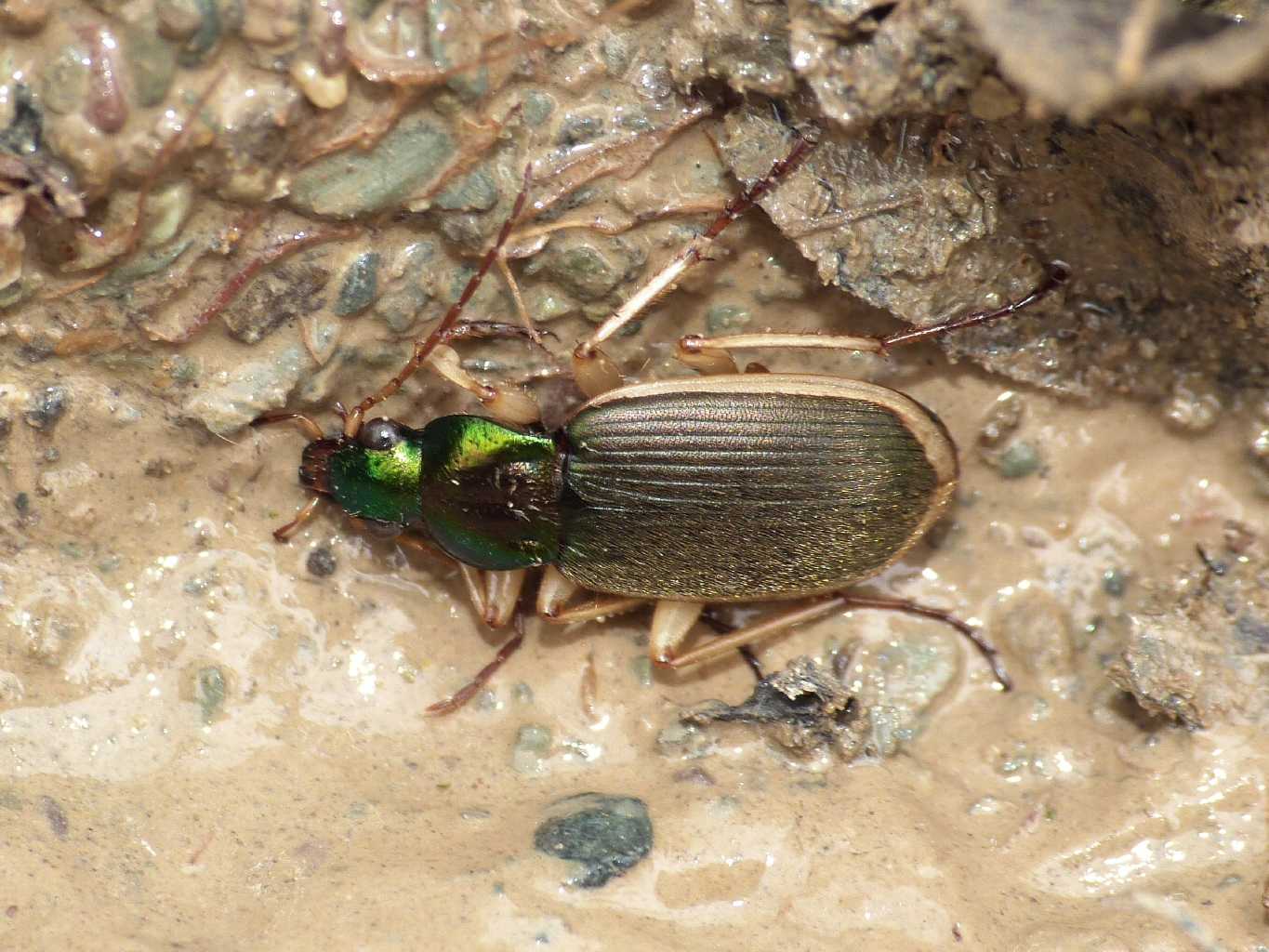 Chlaenius velutinus